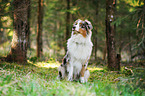 sitting Australian Shepherd