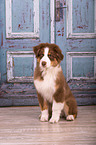 sitting Australian Shepherd