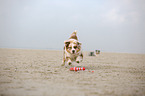 running Australian Shepherd