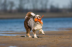 playing Australian Shepherd