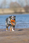 playing Australian Shepherd