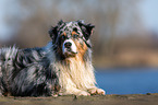 lying Australian Shepherd