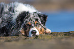 lying Australian Shepherd