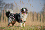 standing Australian Shepherd