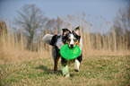 playing Australian Shepherd