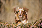 Australian Shepherd Portrait