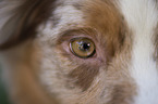 Australian Shepherd eye