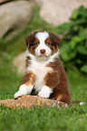 Australian Shepherd Puppy