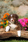 Australian Shepherd Puppy