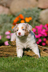 Australian Shepherd Puppy