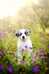 Australian Shepherd Puppy