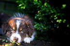 Australian Shepherd Puppy