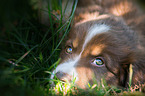 Australian Shepherd Puppy