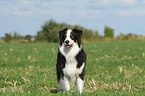 standing Australian Shepherd