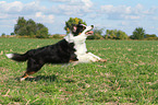 running Australian Shepherd