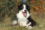 lying Australian Shepherd