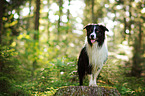 standing Australian Shepherd