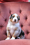 Australian Shepherd Puppy