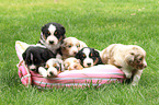 Australian Shepherd Puppies