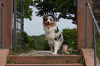 sitting Australian Shepherd