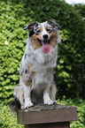 sitting Australian Shepherd