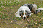 lying Australian Shepherd