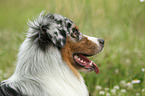 Australian Shepherd Portrait