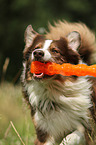 playing Australian Shepherd