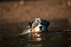 swimming Australian Shepherd