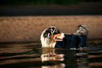 bathing Australian Shepherd