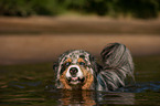 swimming Australian Shepherd