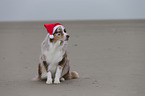 sitting Australian Shepherd