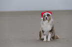 sitting Australian Shepherd