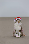 sitting Australian Shepherd