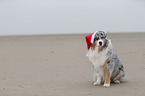 sitting Australian Shepherd