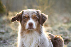 Australian Shepherd Portrait