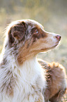 Australian Shepherd Portrait