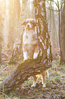 standing Australian Shepherd