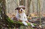 lying Australian Shepherd