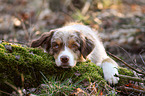 lying Australian Shepherd