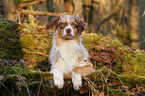 lying Australian Shepherd