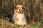 lying Australian Shepherd