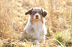 lying Australian Shepherd