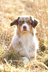 lying Australian Shepherd