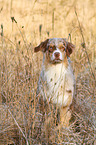 sitting Australian Shepherd