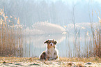 lying Australian Shepherd