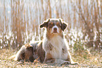 lying Australian Shepherd