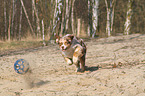 playing Australian Shepherd