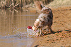 playing Australian Shepherd