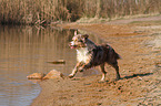 running Australian Shepherd